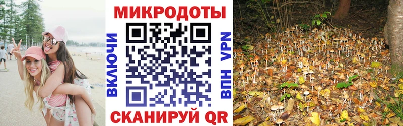 Купить  Светогорск  Псилоцибиновые грибы Psilocybine cubensis 